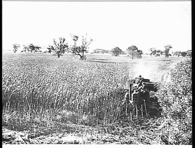HARVESTING SUNFLOWERS AT KYABRAM VIC.: APRIL 1949
