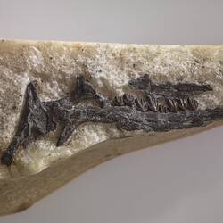Fossil dinosaur jaw, <em>Leaellynasaura amicagraphica</em> Rich & Vickers-Rich, 1989