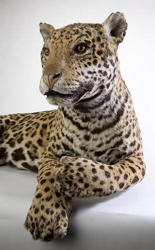 Front view of mounted jaguar specimen posed lying down with head up.