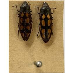 <em>Castiarina parallela</em>, beetles, [ COL70523]