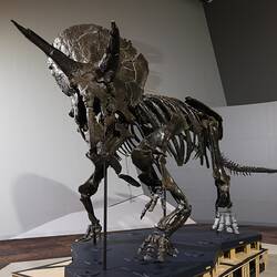 <em>Triceratops horridus</em>, articulated skeleton. [P 256878]