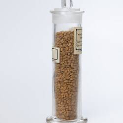 Wheat sample in cylindrical glass jar. Right side view.