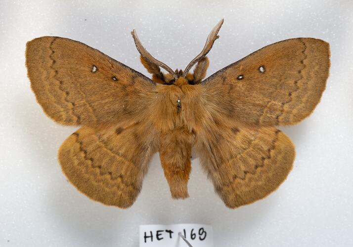 <em>Anthela nicothoe</em>, Urticating Anthelid Moth, male. [HET 168]