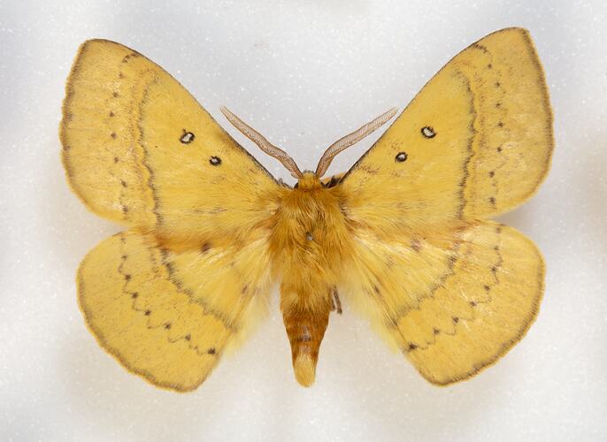 <em>Anthela nicothoe</em>, Urticating Anthelid Moth, male. [HET 47783]