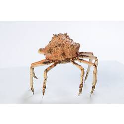 <em>Leptomithrax gaimardii</em>, Giant Spider Crab. [J 46721.24]