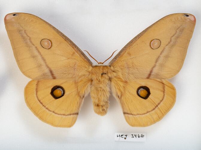 <em>Austrocaligula helena</em>, Helena Gum-moth, female. [HET 3466]