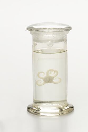 Brittle star wet specimen in glass jar.