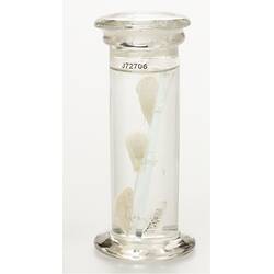 Amphipod wet specimens in glass jar.