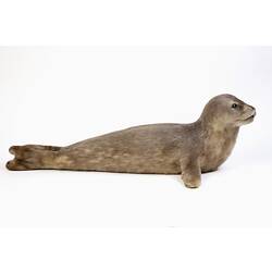 Grey seal specimen mount lying on its belly.