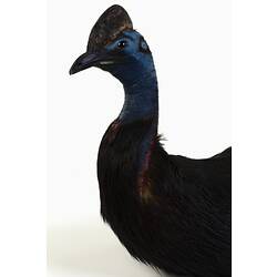 Large black bird specimen with a blue head mounted in a sitting pose.