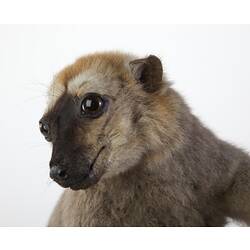 Detail of taxidermied lemur specimen's face.