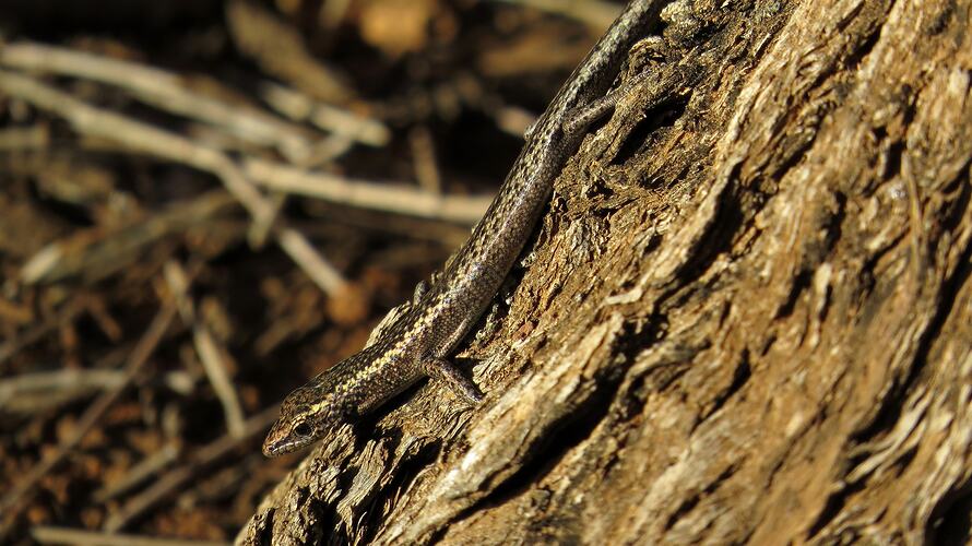 Black and yellow lizard on tree bark.