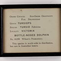 Exhibition Label - Bottlenose Dolphin, National Museum of Victoria, circa 1930