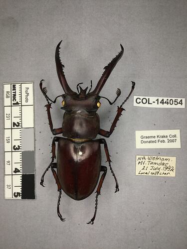 Shiny metallic black beetle specimen with large mandibles, pinned next to text labels.