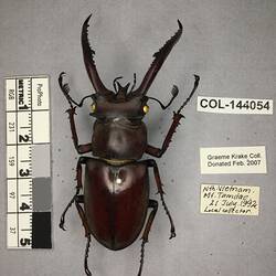 Shiny metallic black beetle specimen with large mandibles, pinned next to text labels.