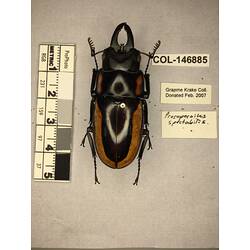 Dorsal view of pinned beetle specimen with labels.