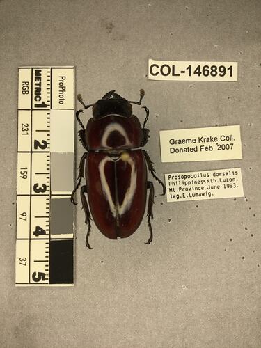 Shiny brown beetle specimen with large mandibles, pinned next to text labels.