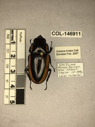 Shiny brown beetle specimen with large mandibles, pinned next to text labels.