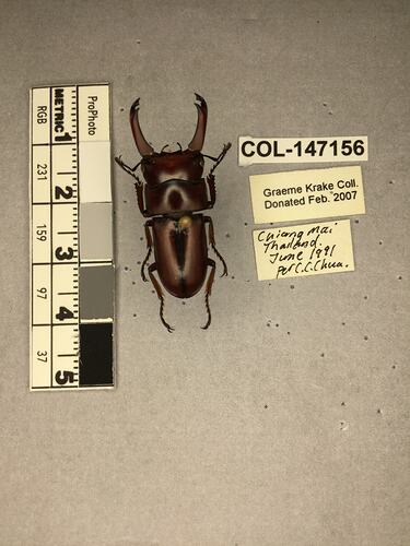 Dorsal view of pinned beetle specimen with labels.