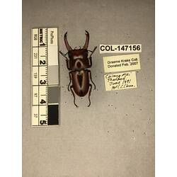 Dorsal view of pinned beetle specimen with labels.