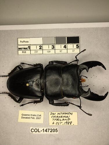 Shiny brown beetle specimen with large mandibles, pinned next to text labels.