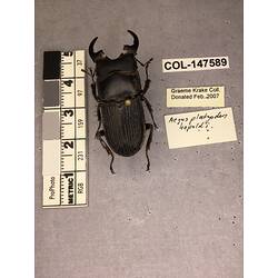Dorsal view of pinned beetle specimen with labels.