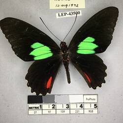 Pinned butterfly specimen beside label.