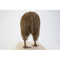 <em>Apteryx australis lawryi</em>, Southern Brown Kiwi. [60762]