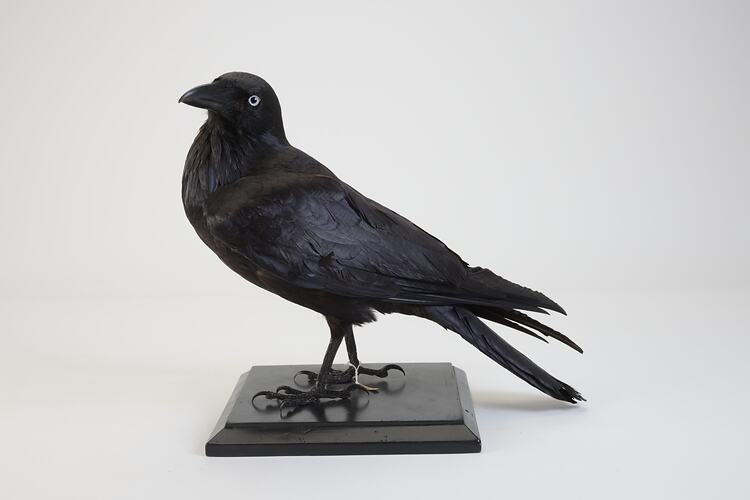 <em>Corvus coronoides coronoides</em>, Australian Raven. [B 21246]