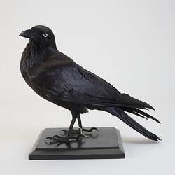 Our Wondrous Planet, Our Wild Family: Taxidermy Mount - Australian Raven, <em>Corvus coronoides coronoides</em>