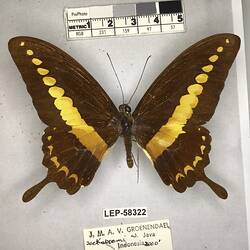 Pinned butterfly specimen beside label.