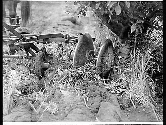 SUNSHINE STRIP PLOUGH WORKING IN A. RAMAGE'S ORCHARD, PAKENHAM: NOV 1939