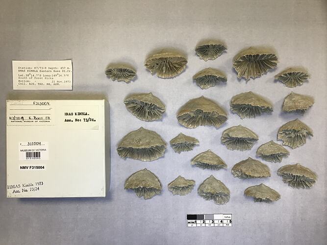 Dry stony coral specimens beside labels.