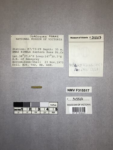 Dry stony coral specimen beside labels.