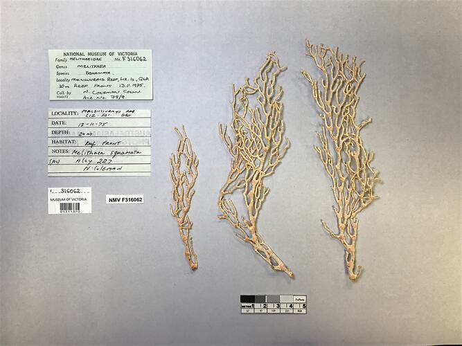 Dry soft coral specimen beside labels.