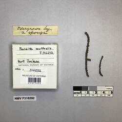 Dry soft coral specimen beside labels.