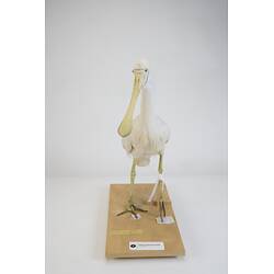 <em>Platalea flavipes</em>, Yellow-billed Spoonbill. [B 33024]