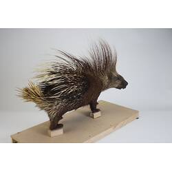 <em>Hystrix cristata</em>, Crested Porcupine. [C 30179]