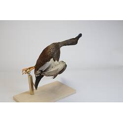 <em>Spatula rhynchotis</em>, Australasian Shoveler. [R 11526]
