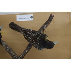 <em>Eudynamys orientalis subcyanocephalus</em>, Eastern Koel. [60186]