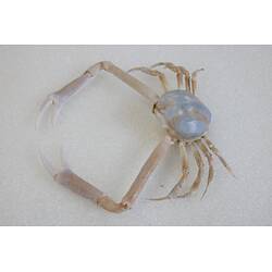 <em>Bellidilia undecimspinosa</em>, Large Pebble Crab. [J 9314]