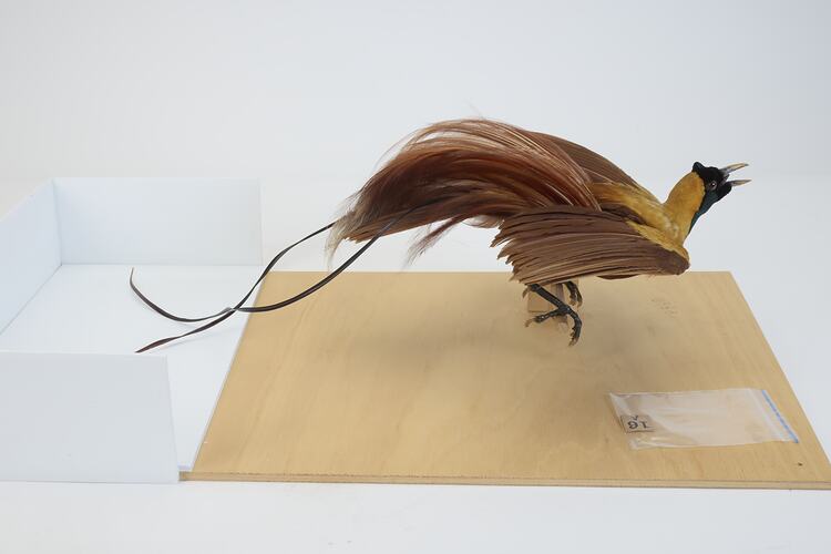 <em>Paradisaea rubra</em>, Red Bird-of-Paradise. [18860]