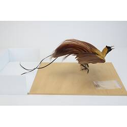 <em>Paradisaea rubra</em>, Red Bird-of-Paradise. [18860]