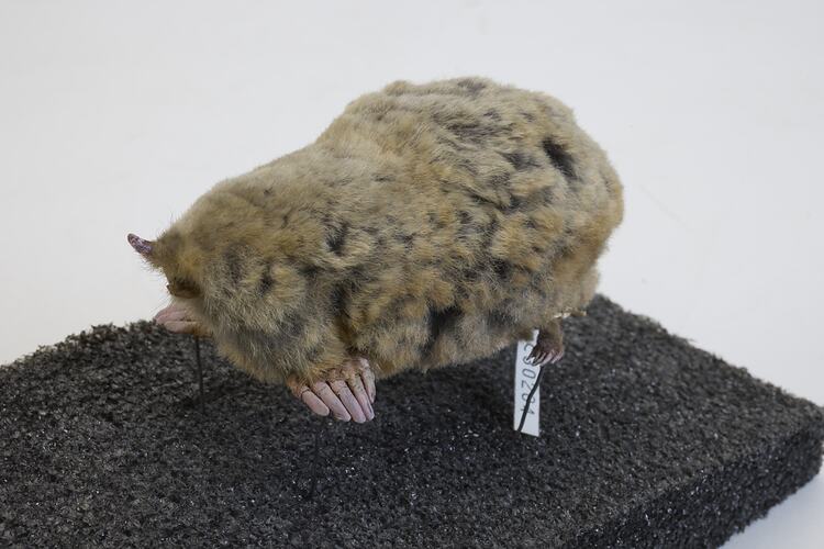 <em>Scalopus aquaticus</em>, Eastern Mole. [C 30204]