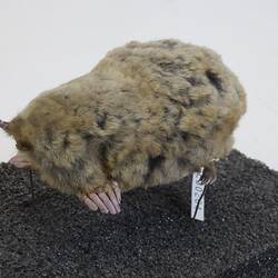 <em>Scalopus aquaticus</em>, Eastern Mole. [C 30204]