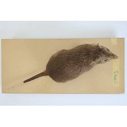 <em>Potorous tridactylus</em>, Long-nosed Potoroo. [C 7863]