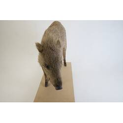 <em>Dicotyles tajacu</em>, Collared Peccary. [C 30655]