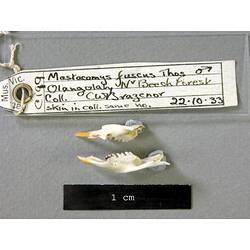 Mouse lower jaw bones with specimen label.