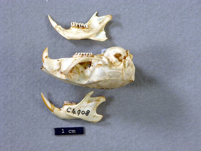 Side view of rat lower jaws beside skull.