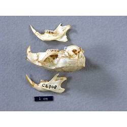 Side view of rat lower jaws beside skull.